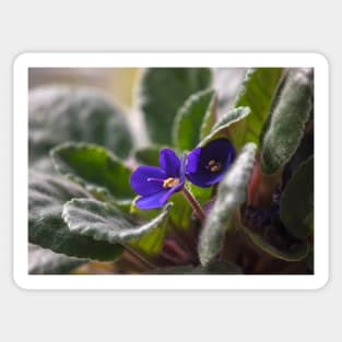 Violets Sticker